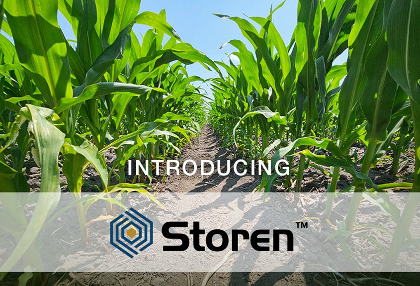 Fields treated with Storen™, a new corn herbicide, show clean rows and clear results.