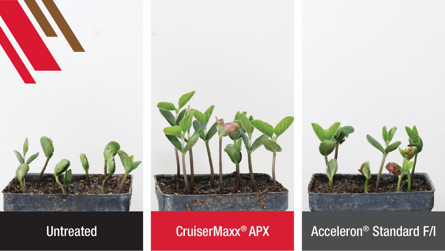 Soybeans treated with CruiserMaxx APX vs Others