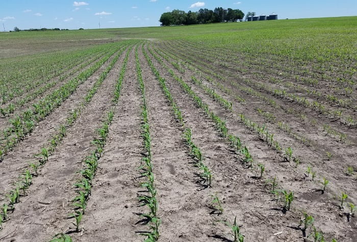 Acuron Corn Herbicide Helps Growers Boost Yields