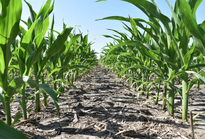 Acuron Corn Herbicide Helps Growers Boost Yields