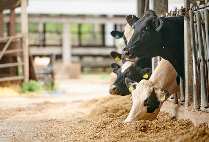 Enogen Delivers Efficient Nourishment for Cattle