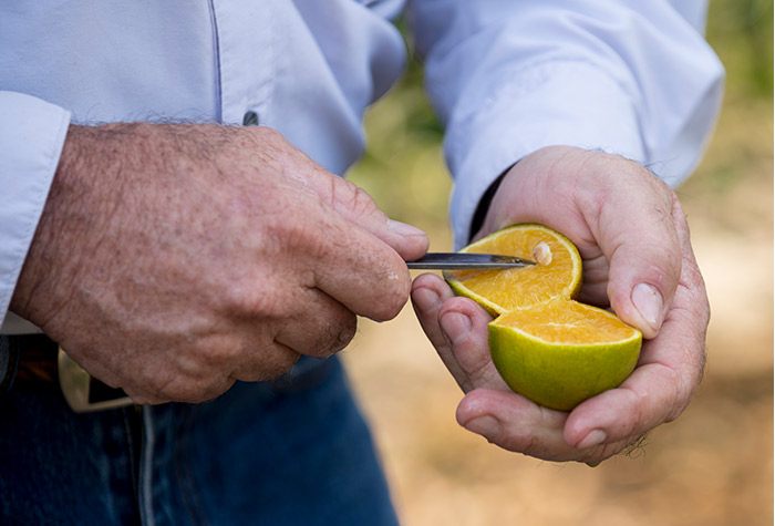 Industry Fights Against Citrus Greening
