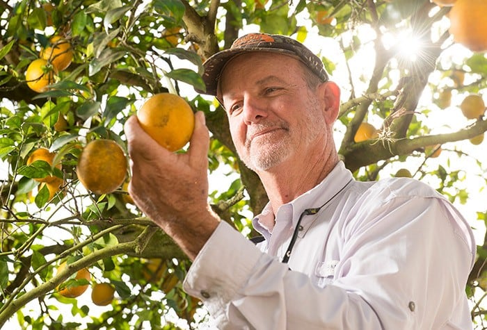 Industry Fights Against Citrus Greening