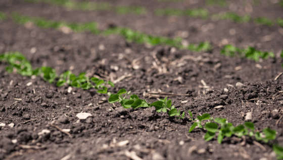soybeans in dirt field
